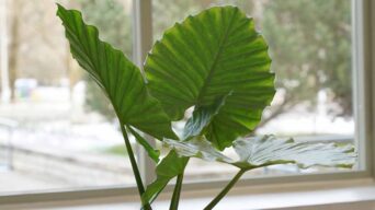 Elephant ear plant in a pot