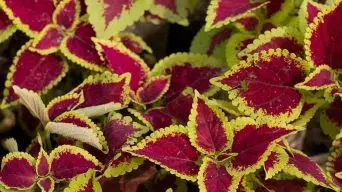 Coleus Plants with Powdery Mildew