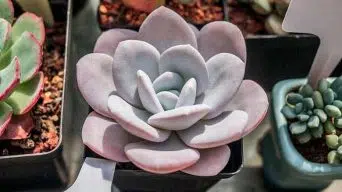 Succulent With Powdery Mildew