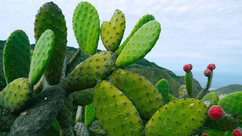 Prickly Pear