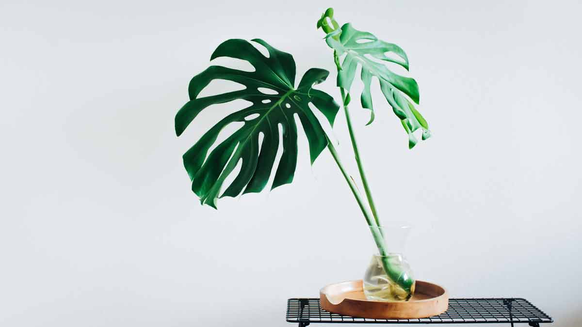 Propagating a Monstera Plant in Water