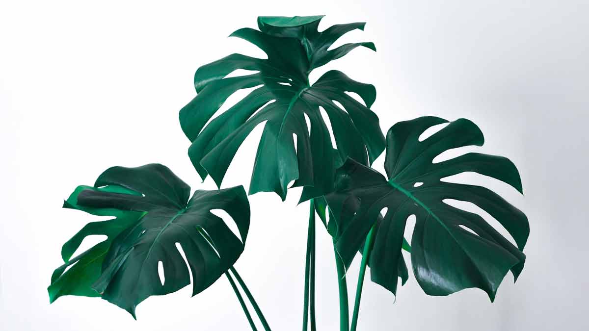 Propagating a monstera plant without a node