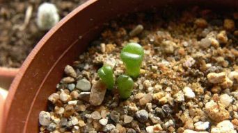 Using Regular Potting Soil for Succulents and Cactus Plants