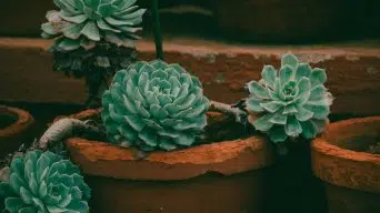 Repotting an Echeveria Plant