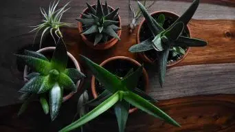 Repotting Haworthia Succulents