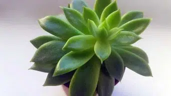 Repot Overgrown Succulent Plants