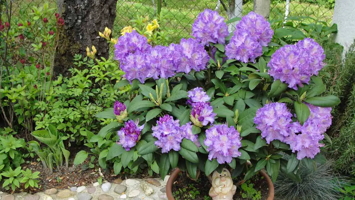 Repotting a Rhododendron Plant