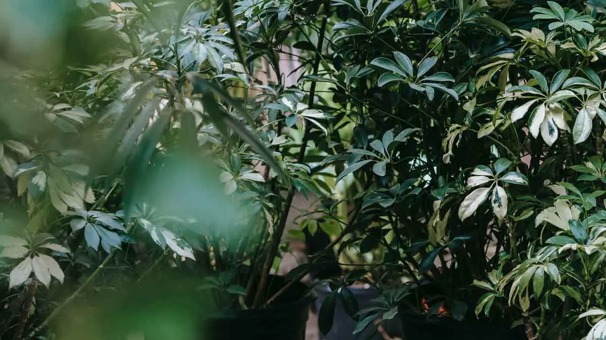 Repotting a Schefflera Plant