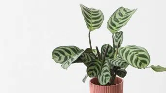 Repotting a Zebra Plant