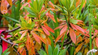 Reviving a Dying Rhododendron