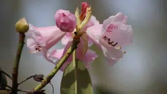 Rhododendron Leaves Dropping