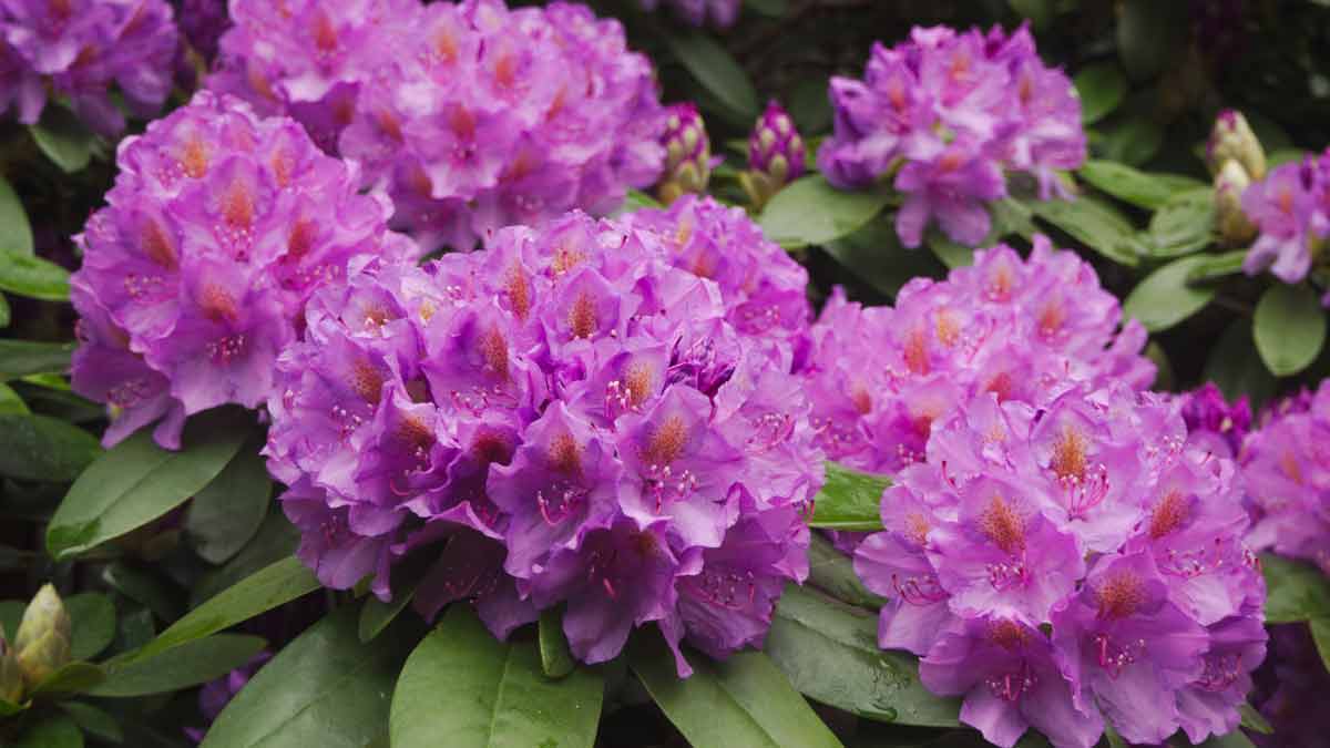 Rhododendron Plant