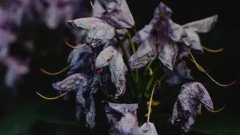 Transplant Shock of Rhododendron Plants