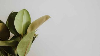 A Rubber Plant that is Dying