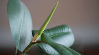 Rubber Plant Curling Leaves