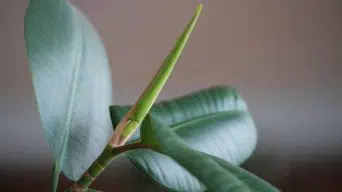 Rubber Plant Curling Leaves