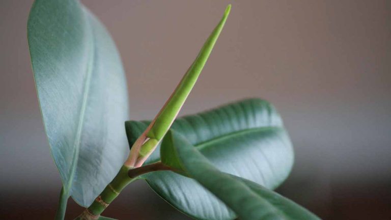 rubber-plant-leaves-curling-10-causes-and-solutions