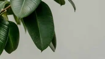 Rubber Plant Drooping Leaves