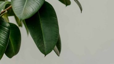 Rubber Plant Leaves Drooping