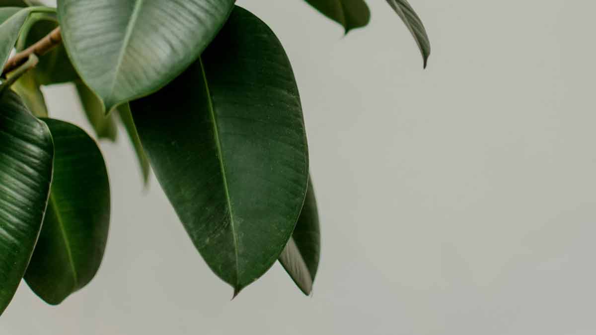 Rubber Plant Drooping Leaves