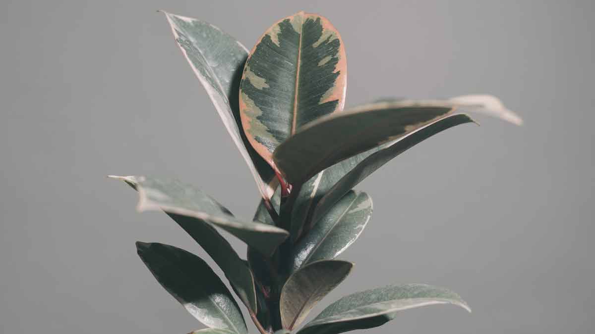 Rubber Plant Leaves Dropping