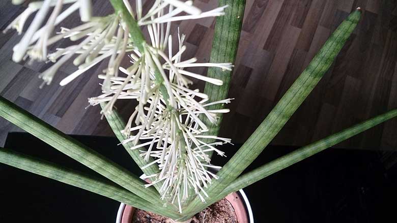 Caring for Sansevieria Cylindrica (African Spear Plant)