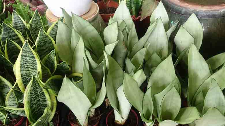 Caring for Sansevieria Moonshine