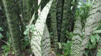 Caring for Sansevieria Zeylanica