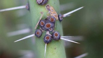Cactus Plant with Scale Insects