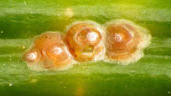 Monstera with Scale Insects