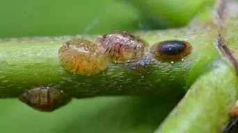 Succulent with Scale Insects