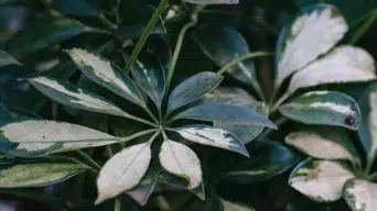 Schefflera Curling Leaves