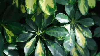 Schefflera Drooping Leaves