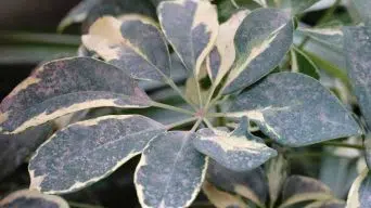 Schefflera Black Leaves