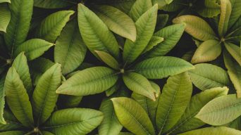 Schefflera Brown Leaves