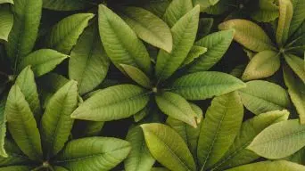 Schefflera Brown Leaves