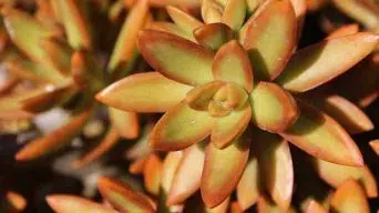 Caring for Sedum Adolphii