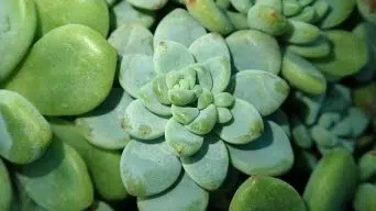 Caring for Sedum Clavatum