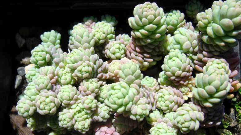 Caring for Sedum Dasyphyllum 'Corsican Stonecrop'