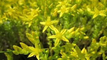 Caring for Sedum Acre 'Goldmoss'