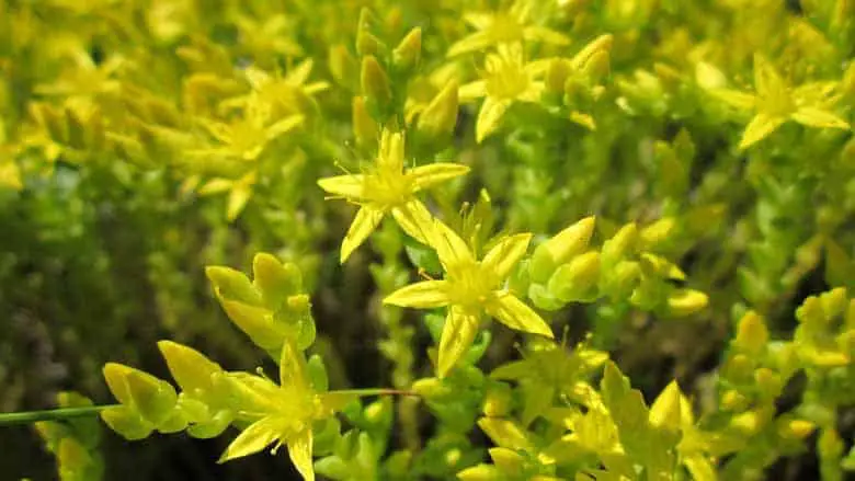 SEDUM Gold Moss ou Sedum d'OR plante succulente plante propagation