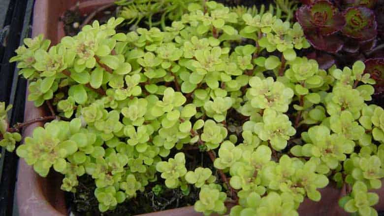 Sedum makinoi