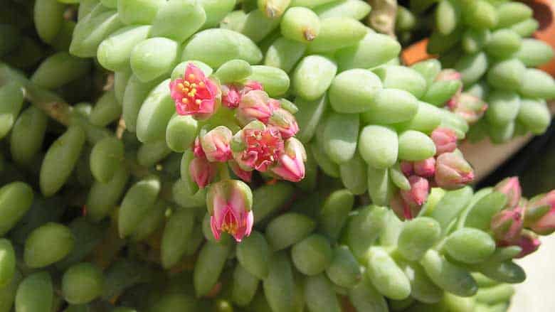 Sedum Morganium