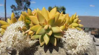 Caring for Sedum Nussbaumerianum