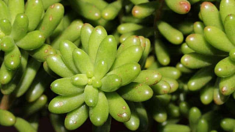 Sedum rubrotinctum