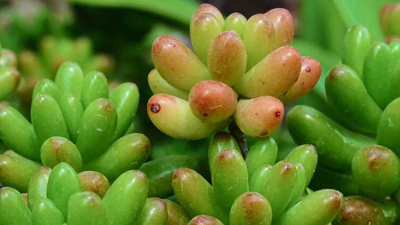 Sedum Rubrotinctum (Jelly Bean Plant)