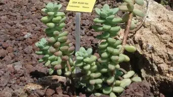 Caring for Sedum Treleasei