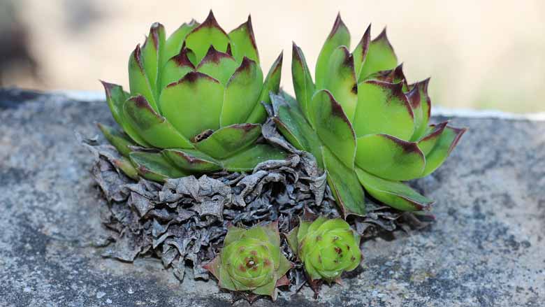 Sempervivum (Hens and Chicks)