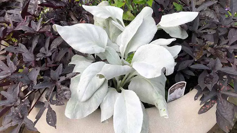 Caring for Senecio Candicans 'Angel Wings'