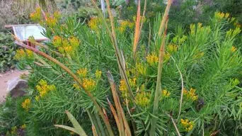 Caring for Senecio Barbertonicus (Succulent Bush Senecio)